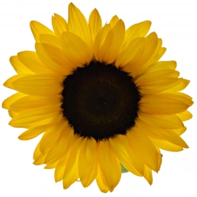 Slunečnice ORANGE FIRE 80cm