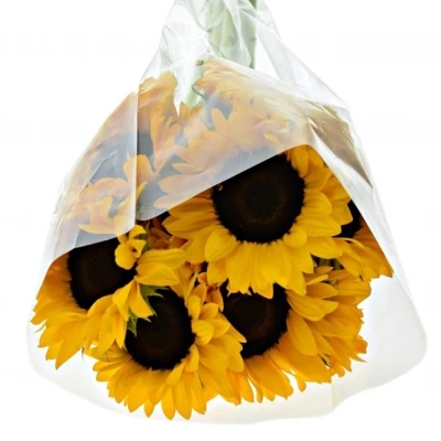 Slunečnice ORANGE FIRE