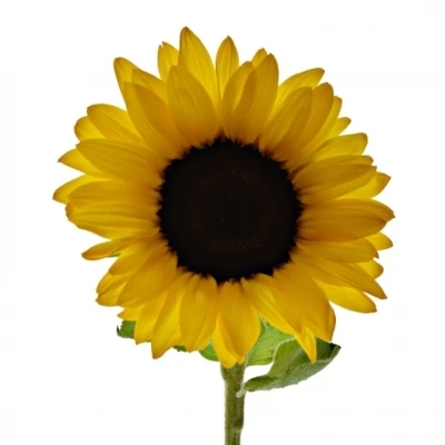 Slunečnice ORANGE FIRE