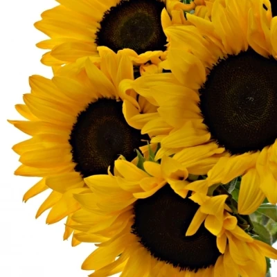 Slunečnice ORANGE FIRE