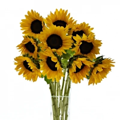 Slunečnice ORANGE FIRE