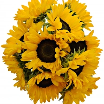 Slunečnice ORANGE FIRE