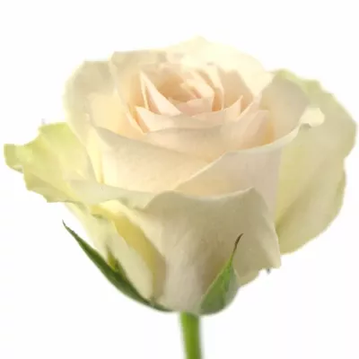 Smetanová růže JEANETTE 60cm (M)