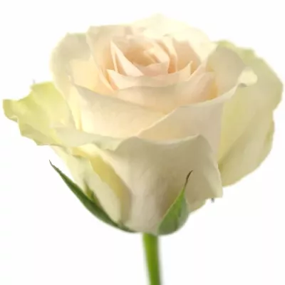 Smetanová růže JEANETTE 60cm (M)