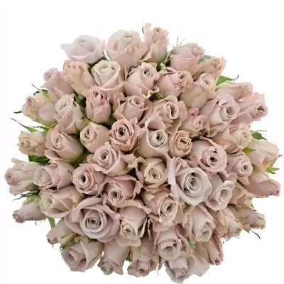 Staroružová ruže MENTA 60cm (L)