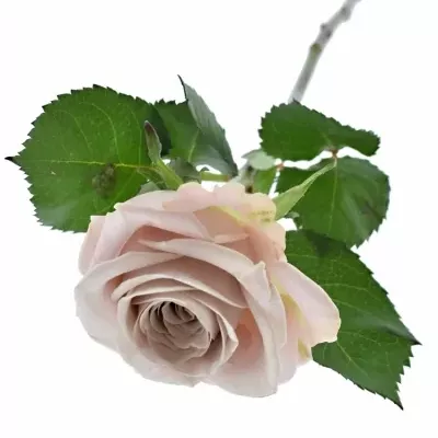 Smetanová růže Menta 50cm (L)