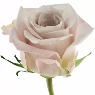 Starorůžová růže Menta 50cm (M)