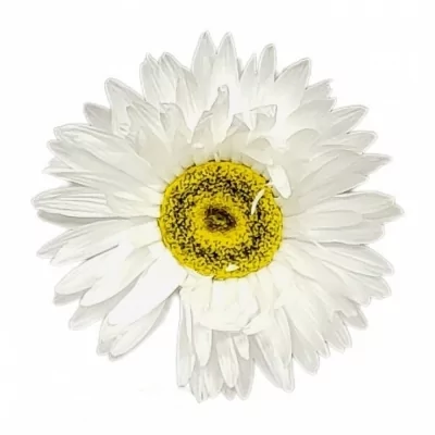 Smilek CHLOROCEPHALA PIERROT 50cm