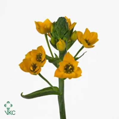 Snědek DB GOLD STAR 30cm