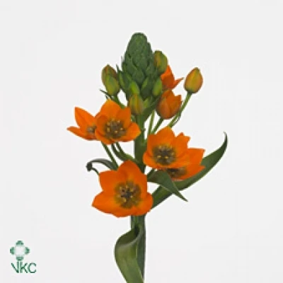 Snědek DU QUEEN ORANGE