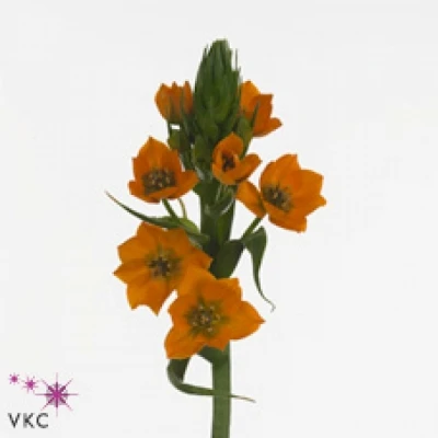 Snědek DU SUPER STAR 35cm