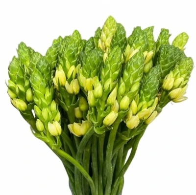 Snědek DUBIUM ORCHID STAR