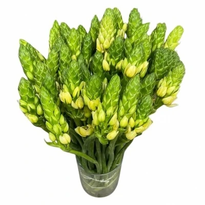 Snědek DUBIUM ORCHID STAR