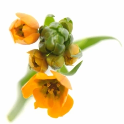 Snědek DUBIUM SUNRAY