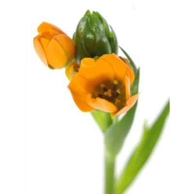 Snědek DUBIUM SUNRAY 50 cm