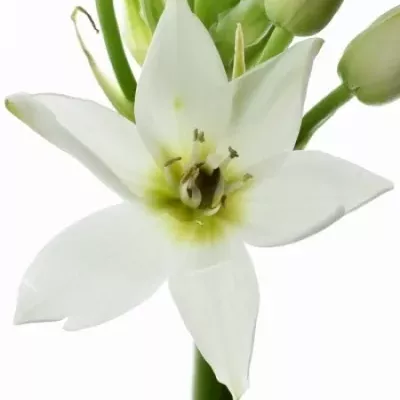 Snědek THYRSOIDES GOBLIN