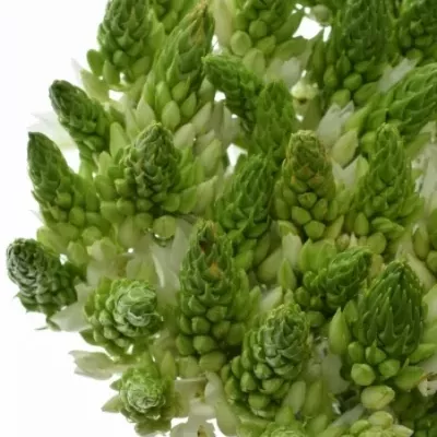 Snědek THYRSOIDES GOBLIN