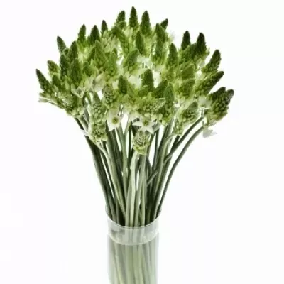 Snědek THYRSOIDES GOBLIN