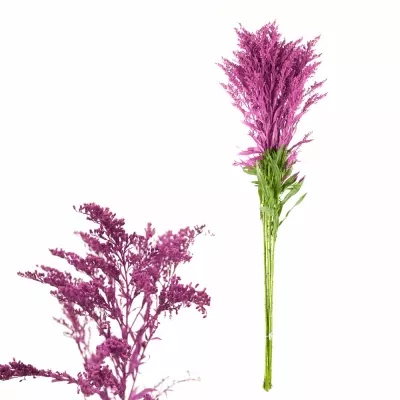 SOLIDAGO CERISE 70cm 