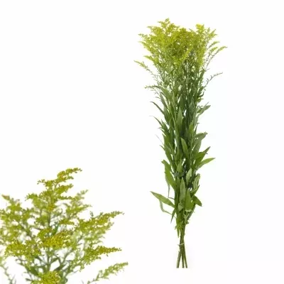 Solidago MARVELLOUS GOLD 80cm/30g