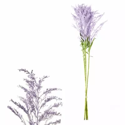 SOLIDAGO MILKA 70cm 