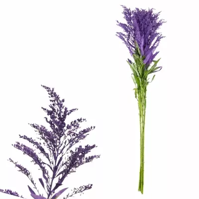 SOLIDAGO PURPLE 70cm 