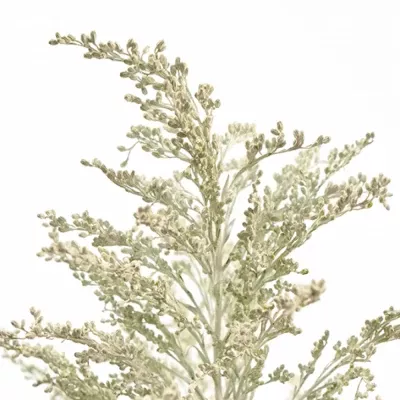 SOLIDAGO WHITE 7ocm 