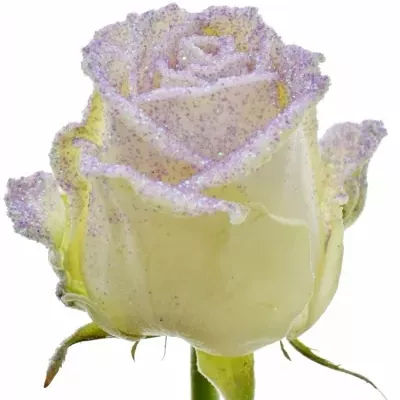 Speciální růže  GLITTER VIOLET 60cm (L) (R38)
