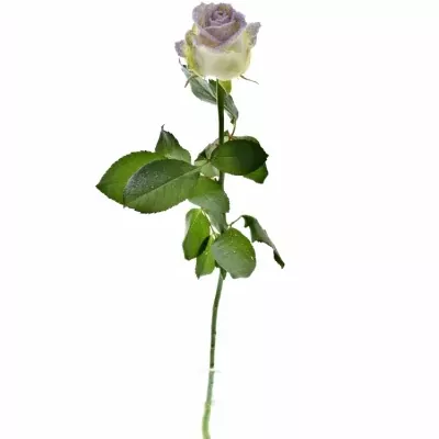 Speciální růže  GLITTER VIOLET 60cm (L) (R38)