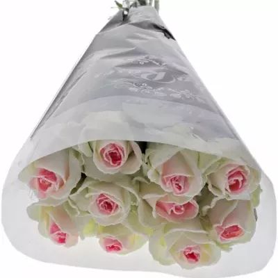Speciální růžová růže BLING BLINKG PINK 80cm (XL) 