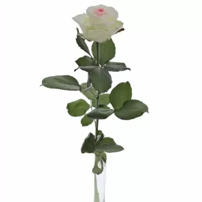 Speciální růžová růže BLING BLINKG PINK 80cm (XL) 