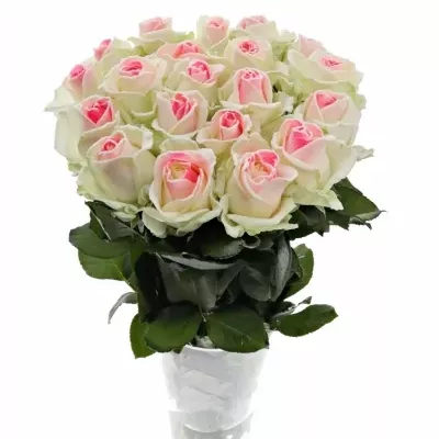 Speciální růžová růže BLING BLINKG PINK 80cm (XL) 