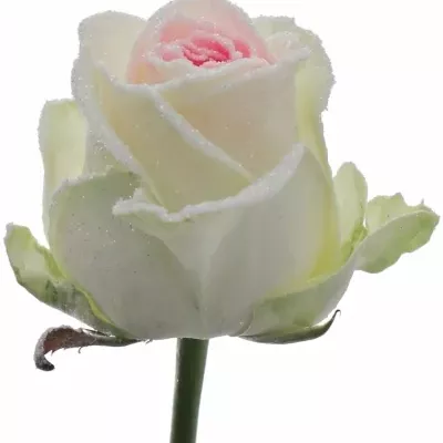 Speciální růžová růže BLING BLINKG PINK 80cm (XL) 