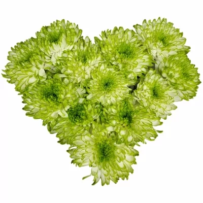 Srdce 12 žíhaných chryzantém STEFANIE