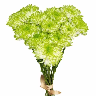 Srdce 12 žíhaných chryzantém STEFANIE