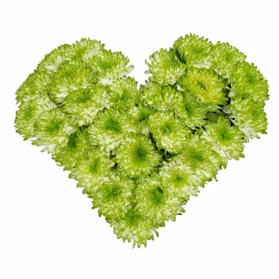 Srdce 29 žíhaných chryzantém STEFANIE