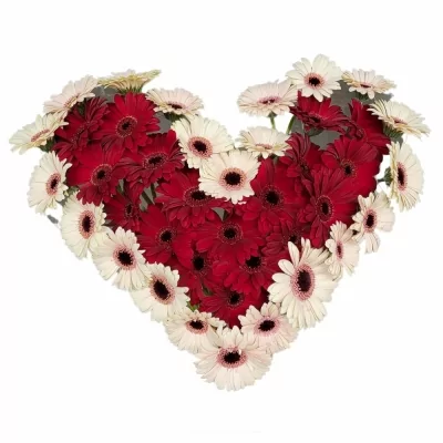 Srdce 40 vícebarevných gerber mini ALOISIE