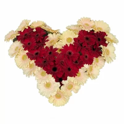 Srdce 40 vícebarevných gerber mini MARIJA