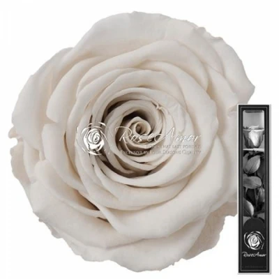 Stabilizovaná bílá růže na stonku 30cm