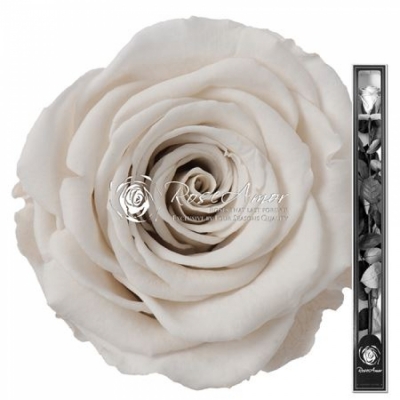 Stabilizovaná bílá růže na stonku 70cm