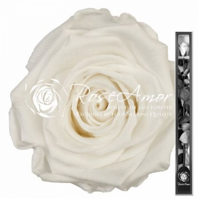 Stabilizovaná sněhově bílá růže na stonku 70cm