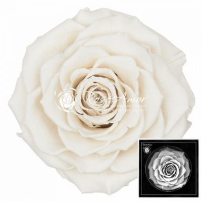 Stabilizovaná bílá růže plnokvětá v krabičce