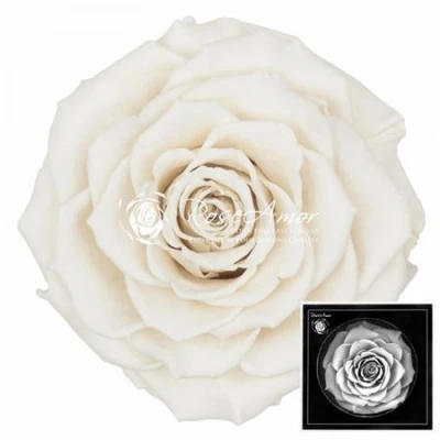Stabilizovaná bílá růže plnokvětá v krabičce