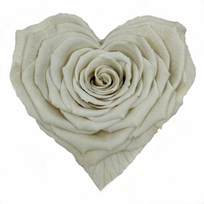 Stabilizovaná bílá růže tvaru srdce 4ks