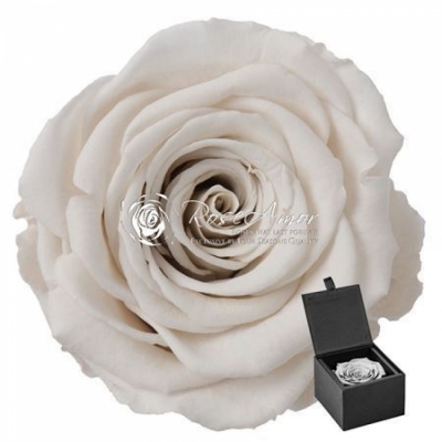 Stabilizovaná bílá růže v dárkové krabičce