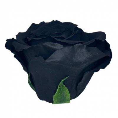 Stabilizovaná černá růže na stonku 30cm
