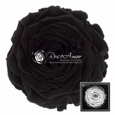 Stabilizovaná černá růže v krabičce XXL