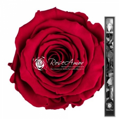 Stabilizovaná tmavě červená růže na stonku 70cm