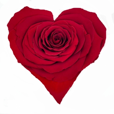 Stabilizovaná červená růže tvaru srdce 4ks