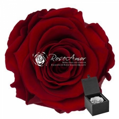 Stabilizovaná granátově červená růže v dárkové krabičce